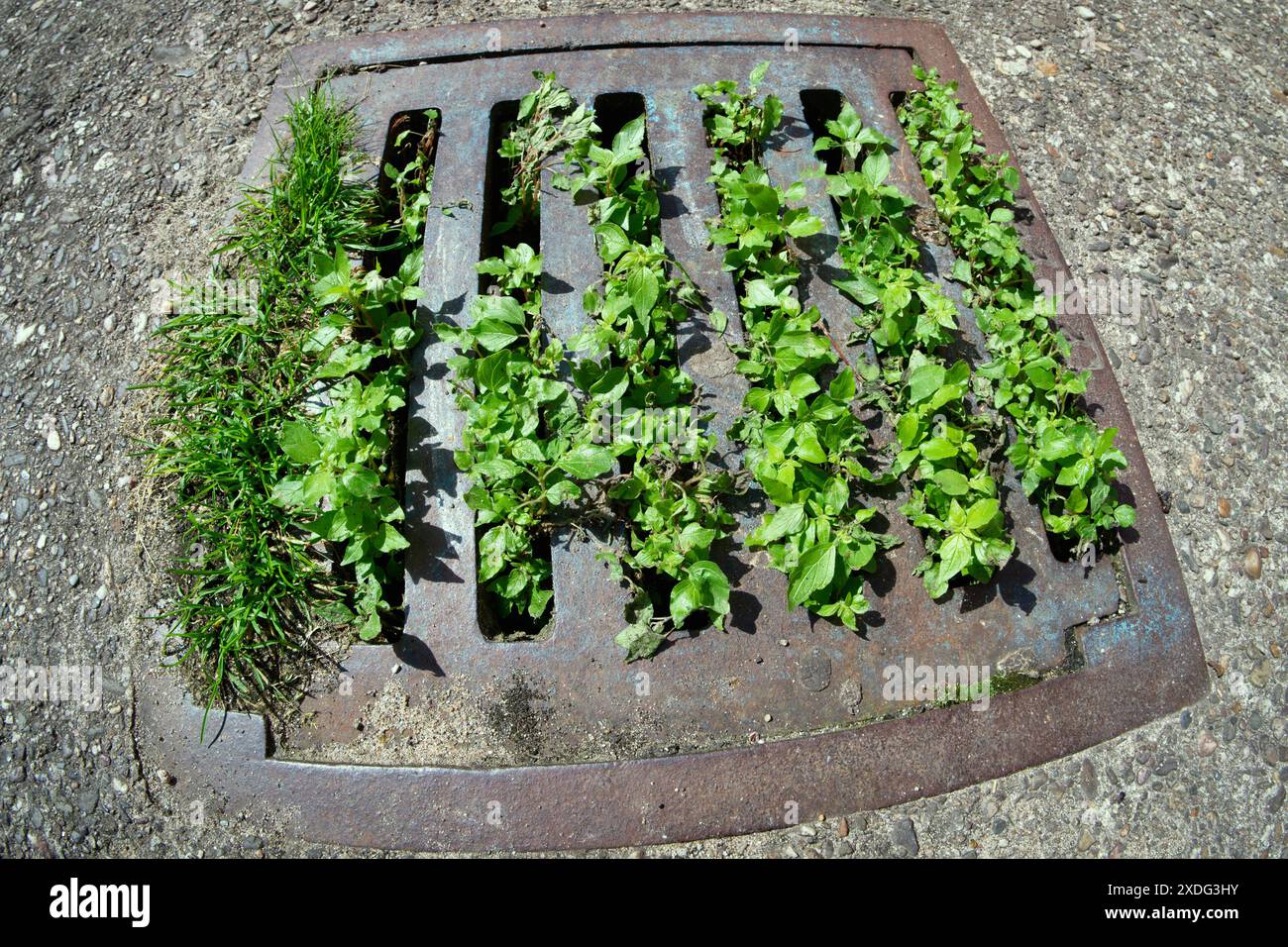 Nahaufnahme grüner Pflanzen, die auf einem vernachlässigten Mannlochdeckel wachsen Stockfoto