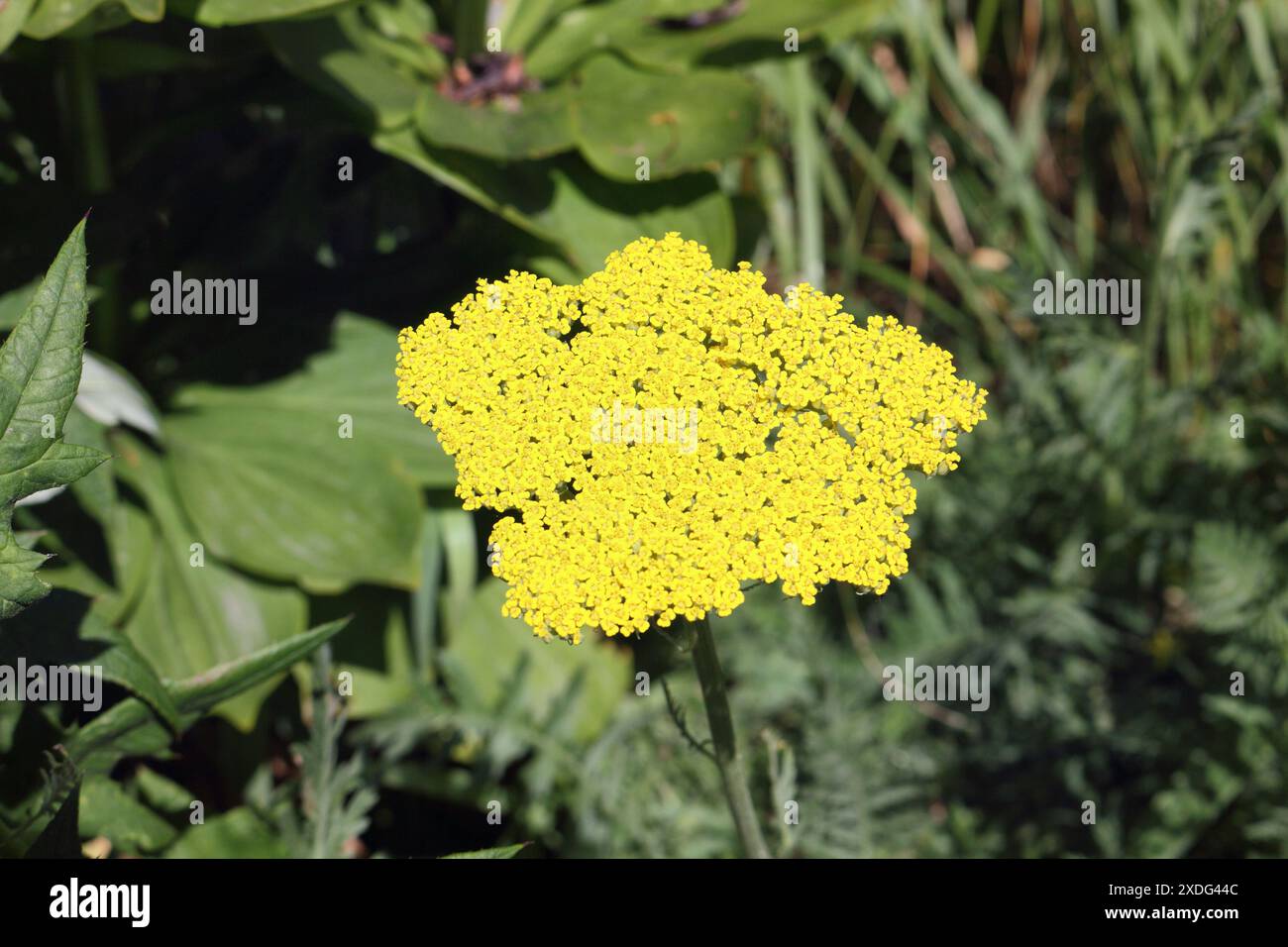 Gelbe Blüten der Fernleaf Yarrow Achillea filipendulina, städtische Artenvielfalt in der Innenstadt Stockfoto