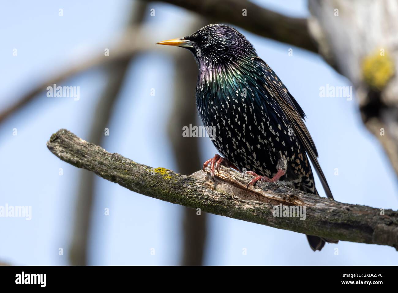Gewöhnlicher oder europäischer Star, der auf einem Zweig sitzt. Stockfoto