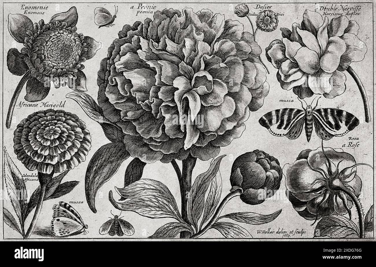 Diese komplizierte Ätzung von Wenzelaus Hollar zeigt eine Pfingstrosenblüte, umgeben von einer Vielzahl anderer Blumen und Motten. Das 1674 entstandene Kunstwerk zeigt die akribische Liebe des Künstlers zum Detail und fängt die zarte Schönheit jedes botanischen Elements ein. Das Bild ist ein Zeugnis der wissenschaftlichen Neugier und künstlerischen Wertschätzung des 17. Jahrhunderts. Stockfoto