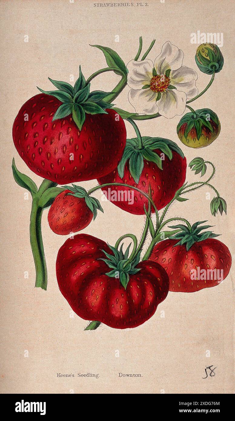 Dieser farbenfrohe Aquatint zeigt zwei Fragaria-Sorten, die sowohl reife Erdbeeren als auch zarte Blüten zeigen. Das Detail und die Kunstfertigkeit des 1839er-Prints unterstreichen die Schönheit und Vielfalt dieser beliebten Früchte. Stockfoto