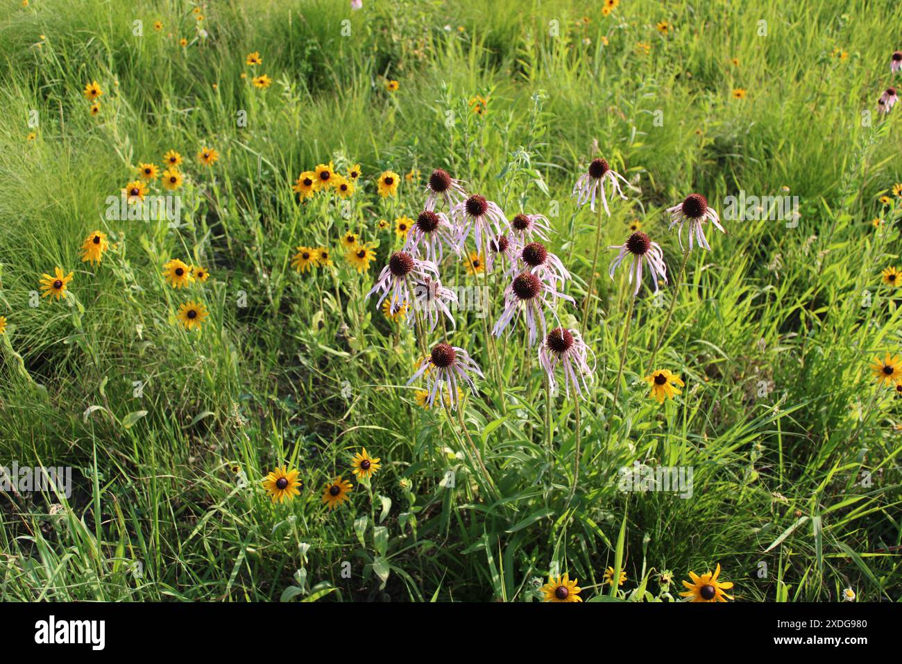 Schwarzäugige Susans und blassviolette Coneflower auf einem Feld in Linne Woods in Morton Grove, Illinois Stockfoto