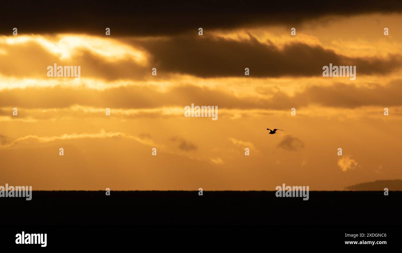 Eine Möwe im Flug über den Ozean in der Straße von Georgia zwischen Victoria und Vancouver, British Columbia, Kanada. Stockfoto