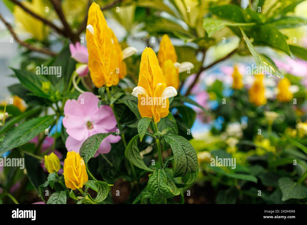 Überlappende hellgelbe Brakts einer goldenen Garnelenpflanze öffnen sich, um die weißen Blumen in Hamamatsu City, Präfektur Shizuoka, Japan, zu zeigen Stockfoto