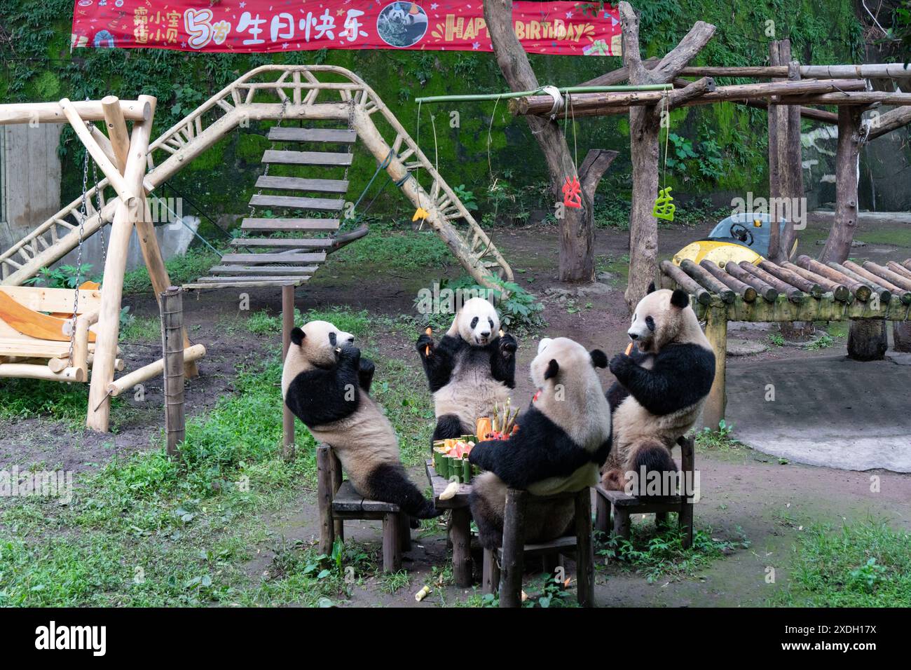 CHONGQING, CHINA - 23. JUNI 2024 - die Riesenpandas Shuangshuang, Shuang Shan, Xi Xi und Qing Qing essen Hot Pot Cake, um ihren 5. Geburtstag in Cho zu feiern Stockfoto