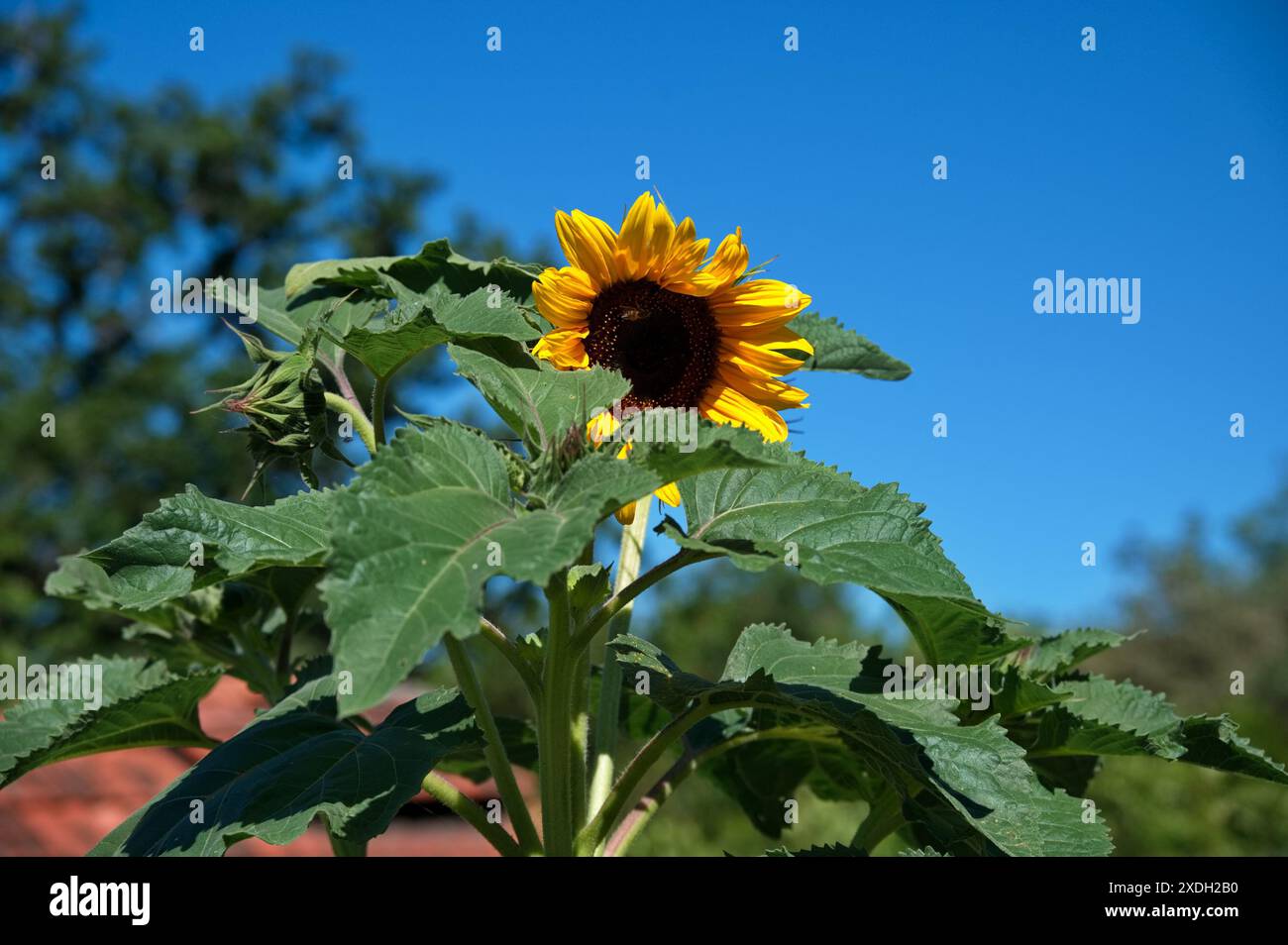 Nahaufnahme der Sonnenblume am blauen Himmel Stockfoto