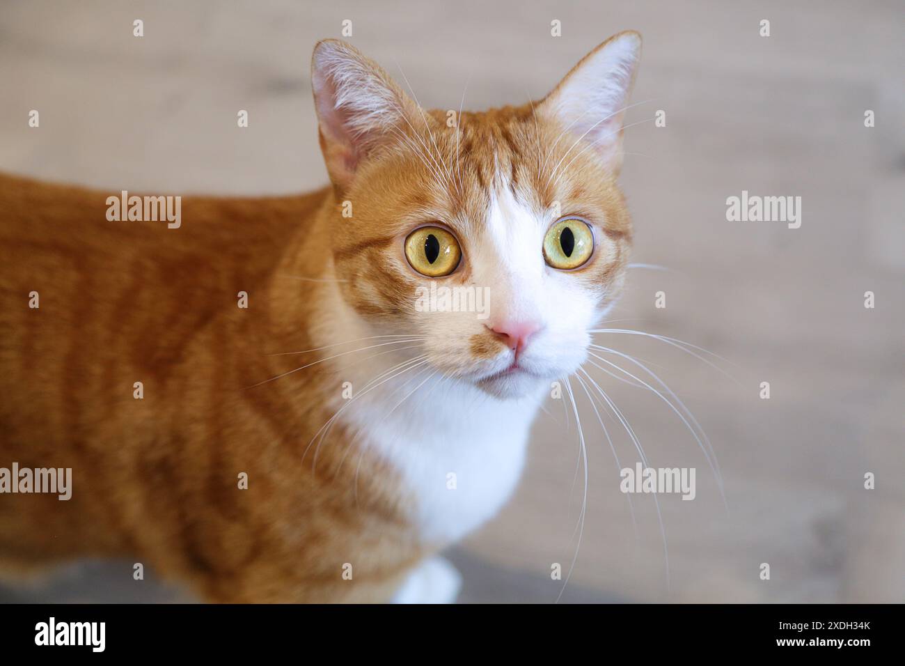 Porträt einer niedlichen Ingwerkatze Stockfoto