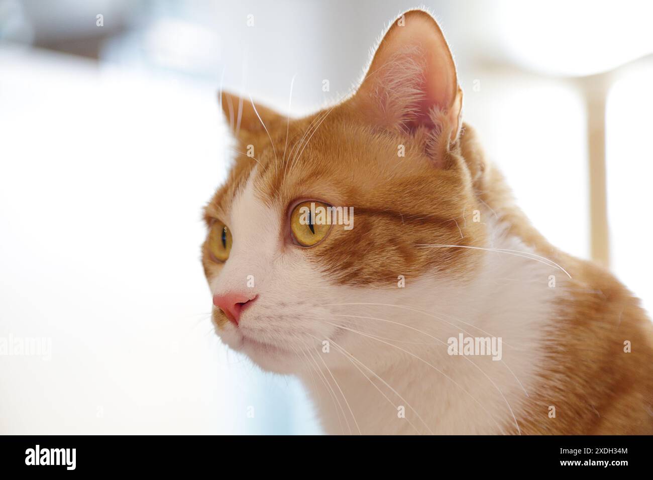 Porträt einer niedlichen Ingwerkatze Stockfoto