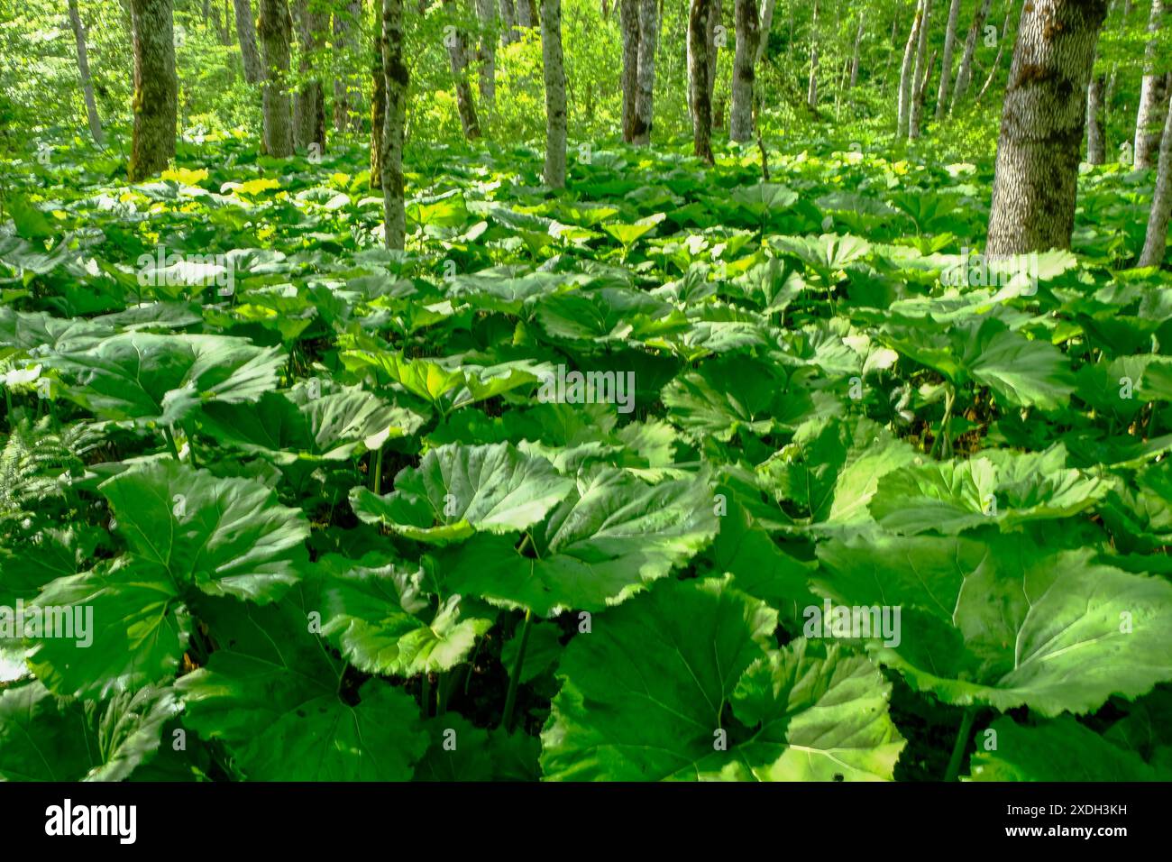 See Stockfoto