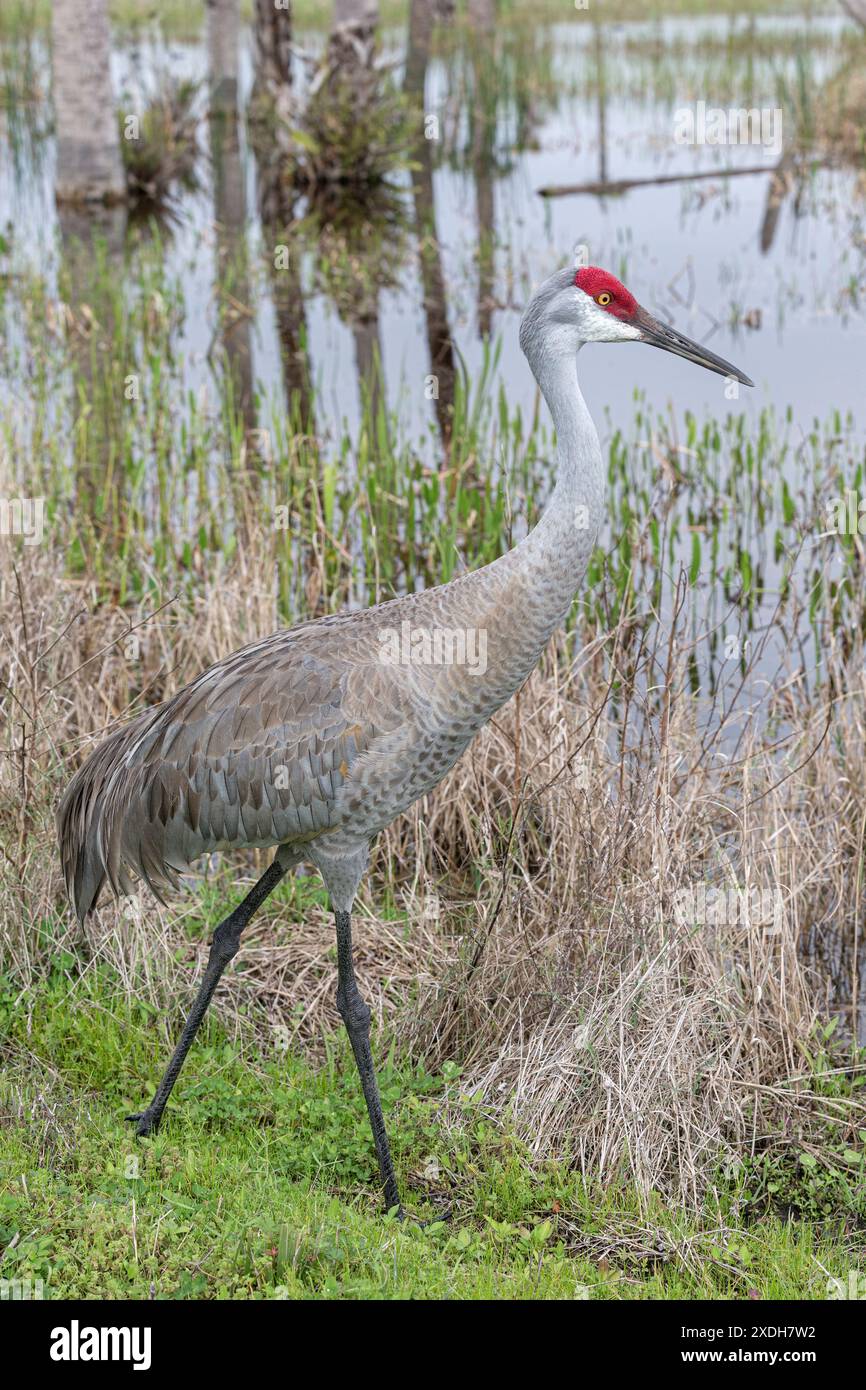 Sandhill Crane, Grus canadensis, Vogelfütterung in den Viera Feuchtgebieten. Viera Feuchtgebiete, Florida, USA Stockfoto