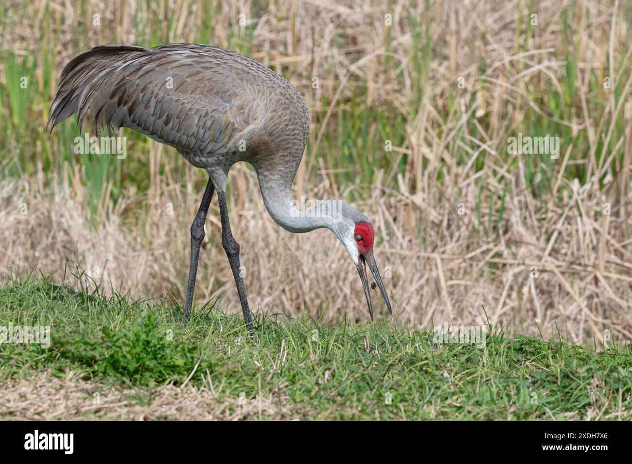 Sandhill Crane, Grus canadensis, Vogelfütterung in den Viera Feuchtgebieten. Viera Feuchtgebiete, Florida, USA Stockfoto