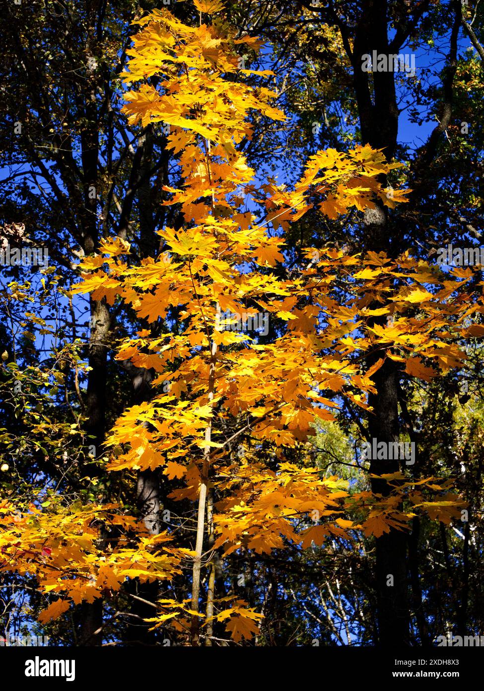 Strahlende Sonne: Die Herbstsonne erleuchtet die goldenen Blätter eines Baumes und erzeugt ein warmes Leuchten. Stockfoto