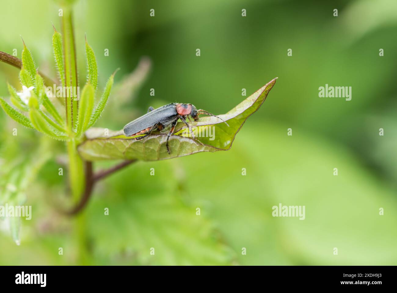 Ein unpassender Name des Soldier-Käfers, eines Grauen Seemannskäfers (Cantharis nigricans), der auf einem Blatt in Herts thront Stockfoto