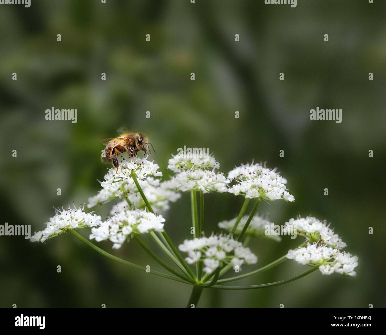 Bienenfütterung an Kuh-Pastinaken-Blüten, 2024 Stockfoto