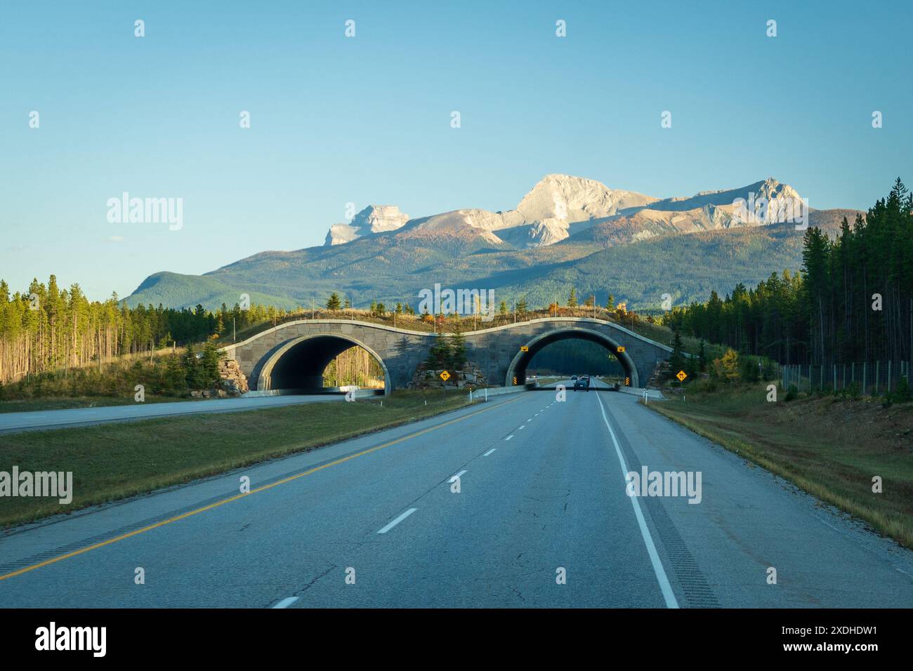 Animal Crossing Bridge am Trans Canada Highway, Banff National Park. Alberta, Kanada. Stockfoto