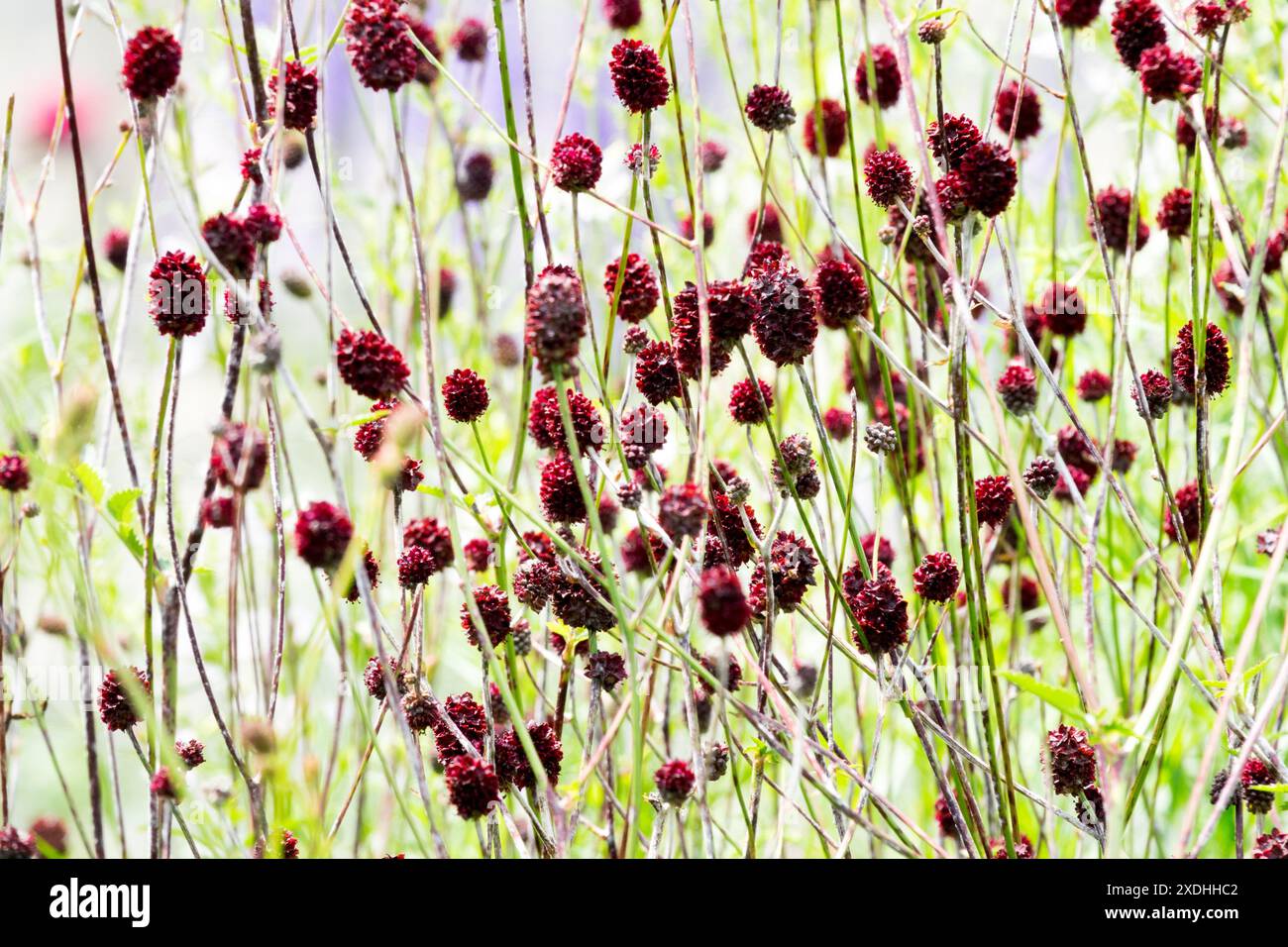 Sanguisorba officinalis „Chocolate Tip“ Frühsommersaison Juni, Gartenpflanze Stockfoto