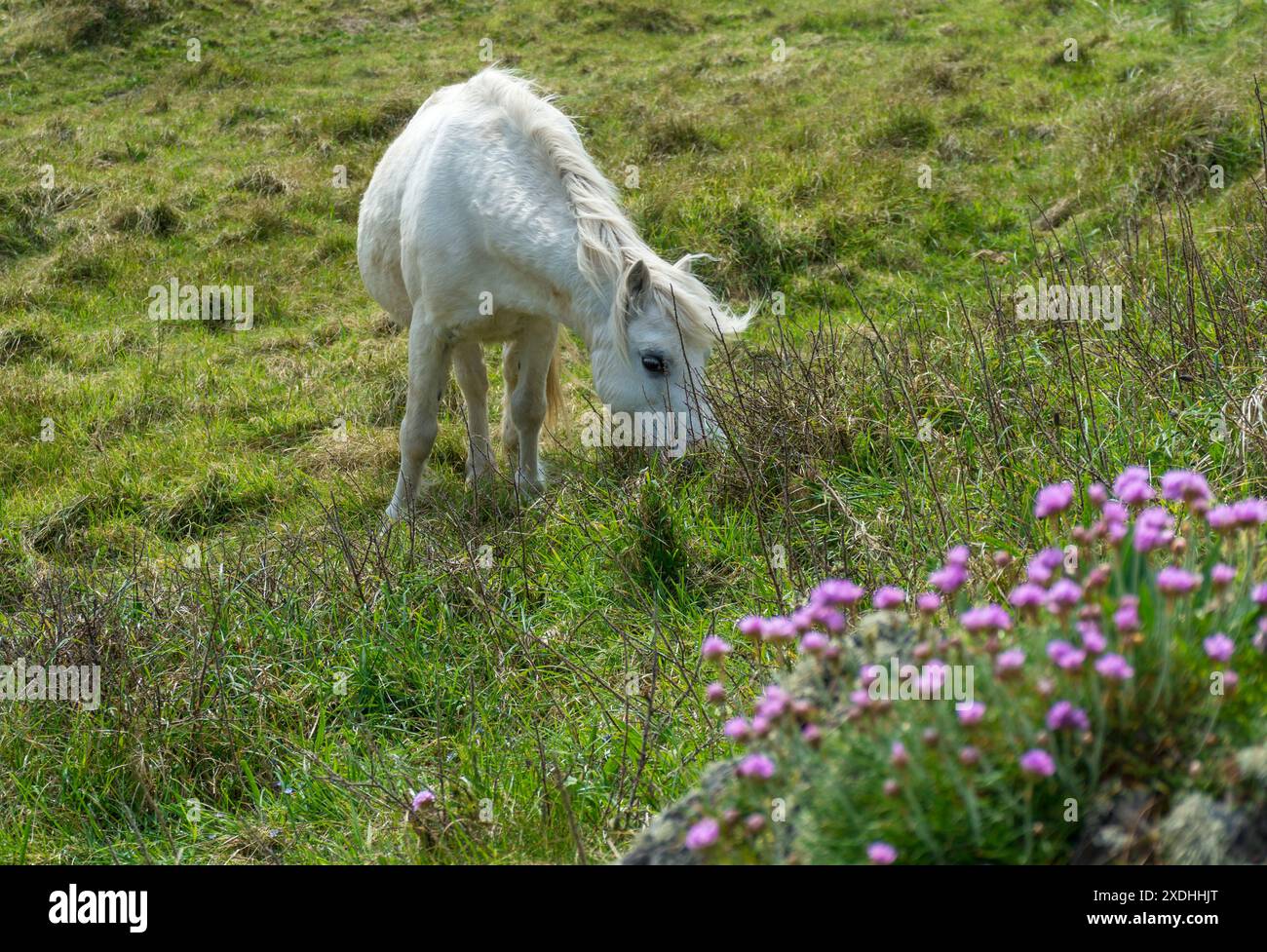 Walisisches Pony auf Llanddwyn Island, Isle of Anglesey, Nordwales, Vereinigtes Königreich. Aufgenommen am 2. Mai 2024. Stockfoto