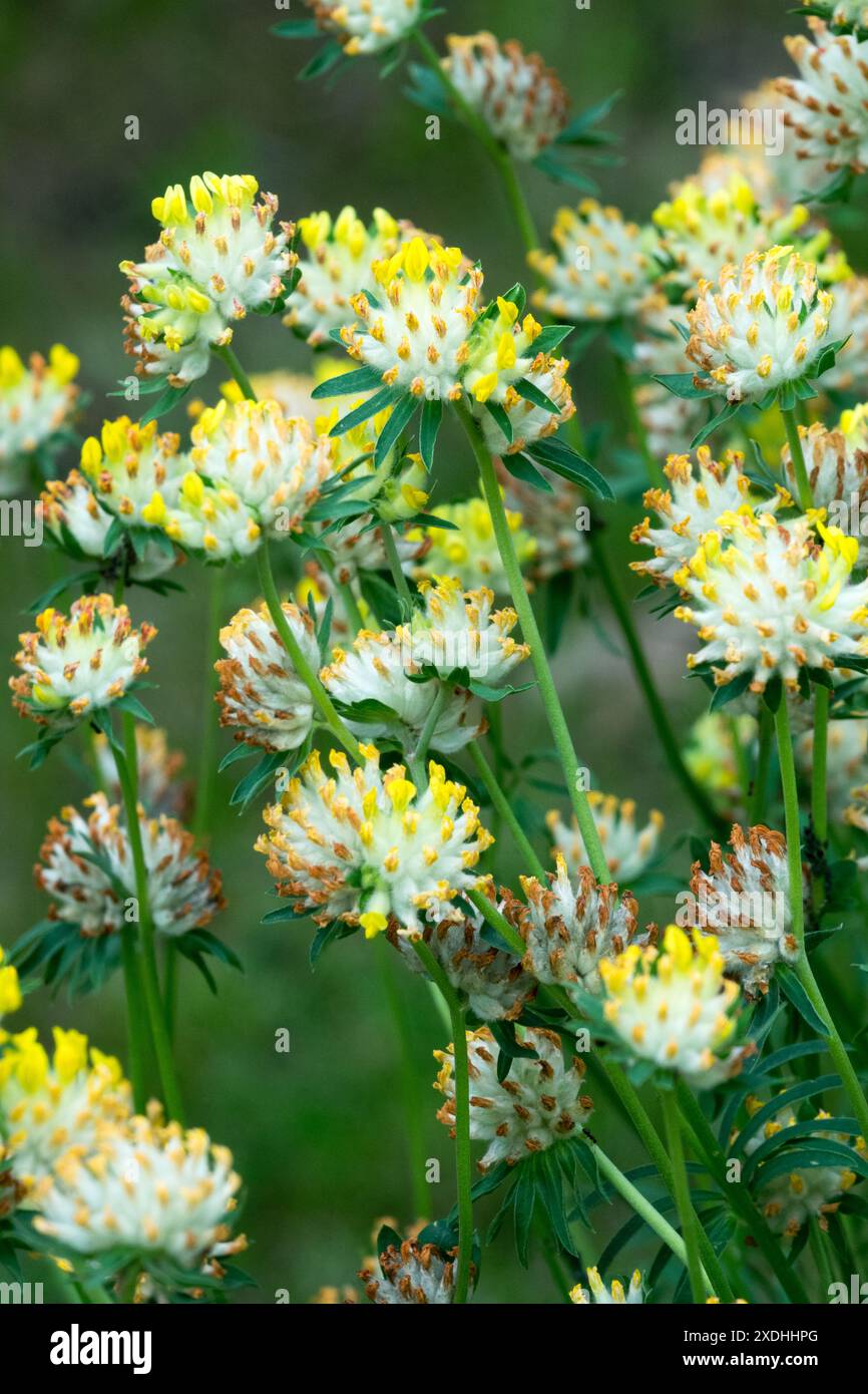 Kidney Vetch Ladys Fingers, Anthyllis Vulneraria Blumen Stockfoto
