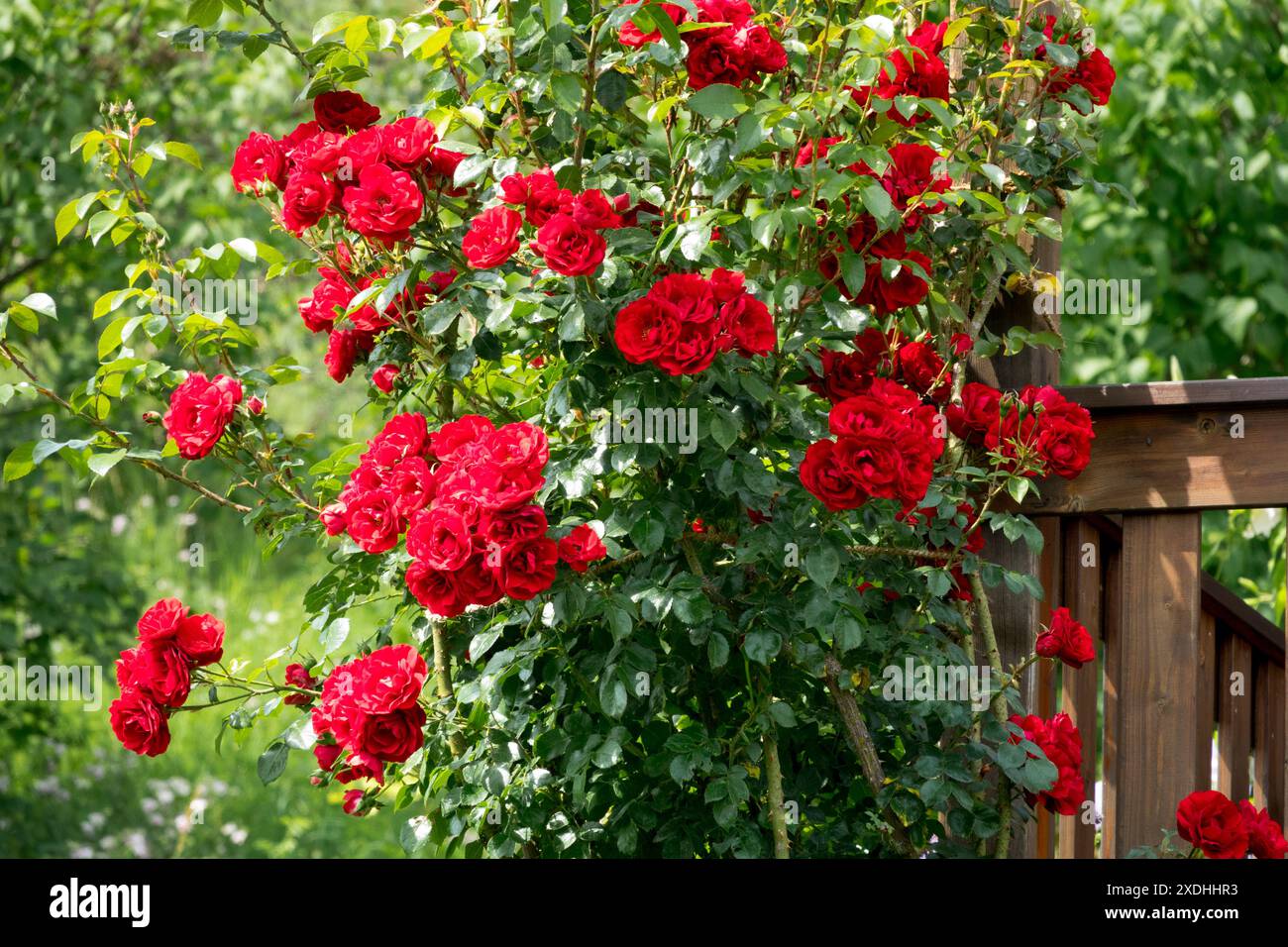 Rote Rosa Garten Rose Rosen Rosaceae, Blumen Blühende Üppige Gartenblüten Blühende Pflanze Sträucher Kletterer Stockfoto