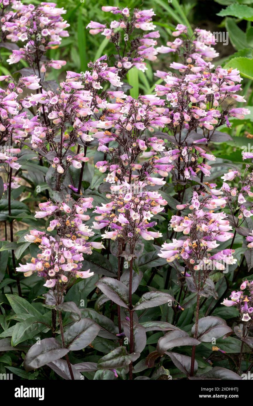 Pink, Lila, Penstemon davidsonii „Dakota Burgundy“, Pflanzenpflanzen, Bärtzunge blüht Stockfoto