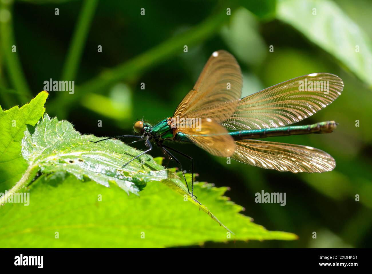 Schöne Demiselle Calopteryx virgo, weibliche braune Flügel glänzender metallischer Glanz auf grünem Körper große braune zusammengesetzte Augen zurückgelegte Flügel in Ruhe Stockfoto
