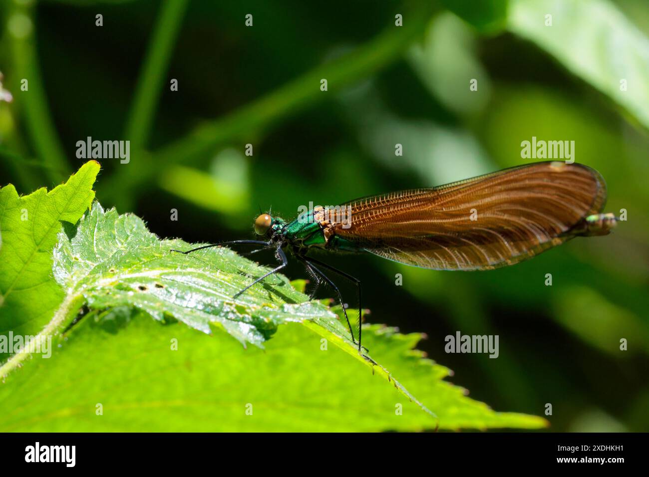 Schöne Demiselle Calopteryx virgo, weibliche braune Flügel glänzender metallischer Glanz auf grünem Körper große braune zusammengesetzte Augen zurückgelegte Flügel in Ruhe Stockfoto