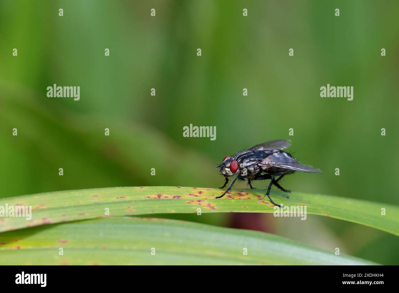 Fliegen Sie wie gewöhnliche Hausfliege Musca domestica, rote Augen auf der Seite des Kopfes hoch auf der Vegetation im Freien großer Kopierraum weicher Hintergrund Querformat Stockfoto