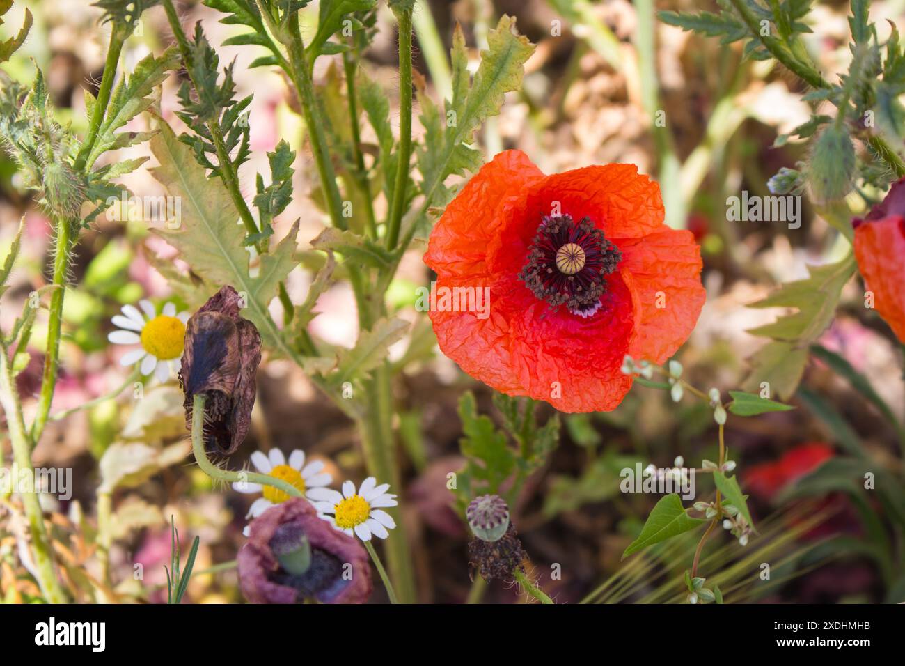 Mohnblume und Mohnsamen, Nahaufnahme. Mohnfeld im Sommer. Mohnblumen im Wind. Wilde Natur im Detail. Sommerlandschaft. Stockfoto