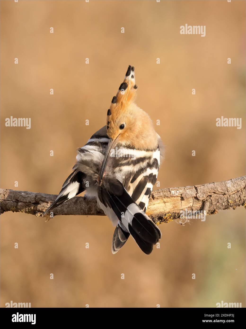 Wiedehopf-Preening-Federn auf Branch Stockfoto