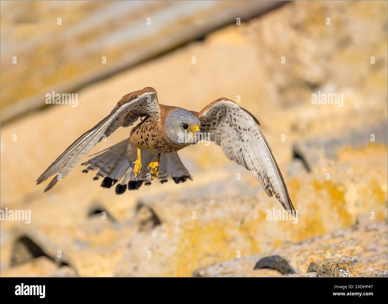 Kleiner Kestrel im Flug über Dachdeckeln Stockfoto