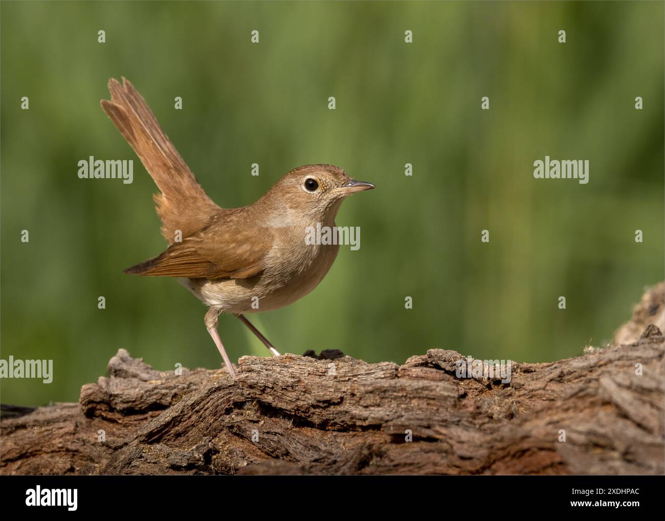 Nachtigall auf Log Stockfoto