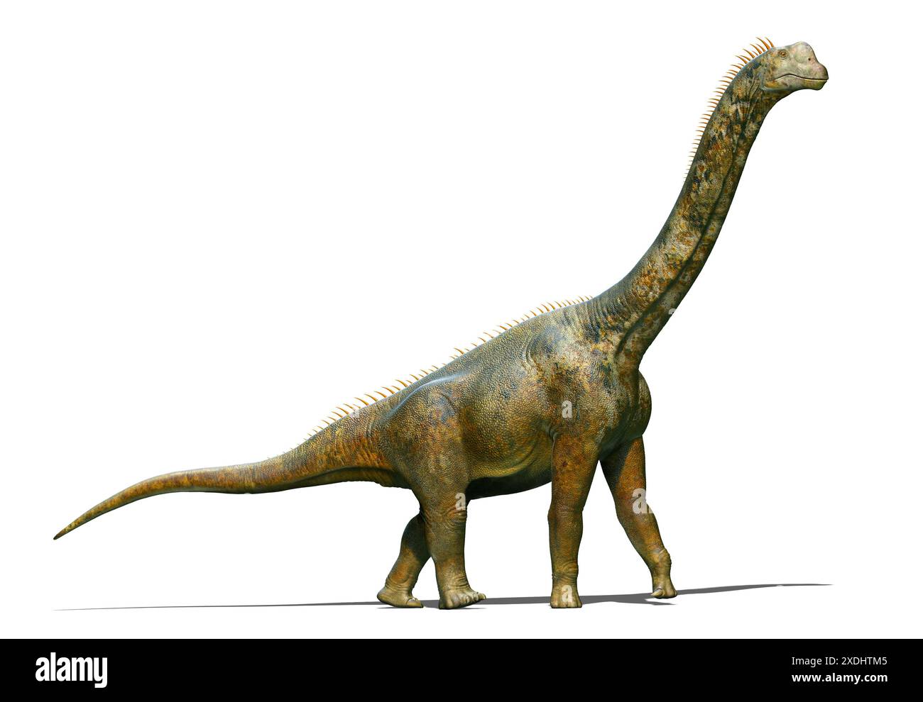 Europasaurus ein makronarischer Sauropod aus dem Spätjura Stockfoto