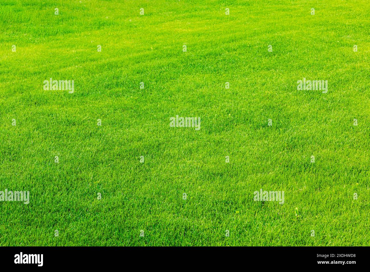 Wunderschöner Blick auf den Vorhof des privaten Gartens. Grüner Rasen. Stockfoto