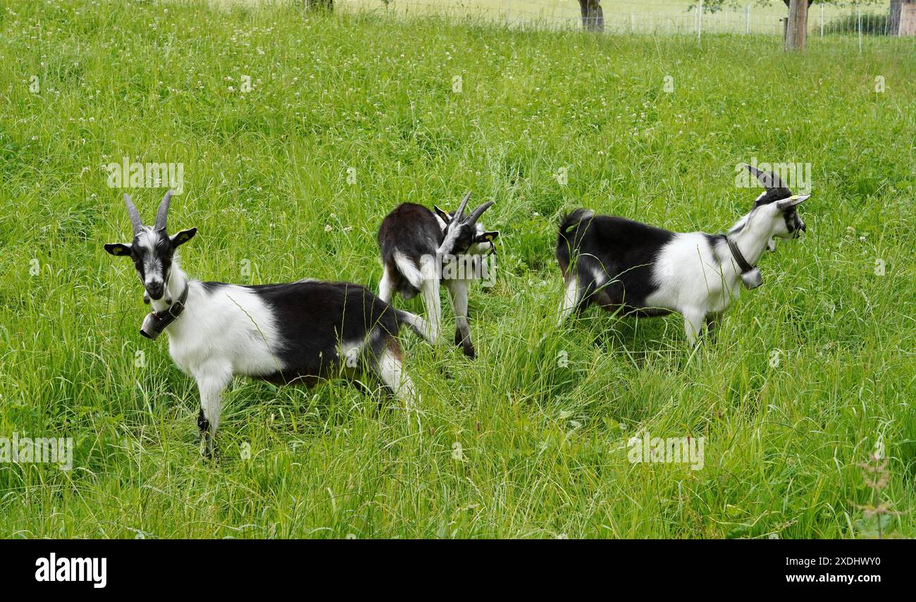 Anton Geisser 23.06.2024 Tessin Schweiz. Landwirtschaft Ziegen Ziegenhaltung Bild : Ziegen Nera Verzasca Tessin *** Anton Geisser 23 06 2024 Tessin Schweiz Landwirtschaft Ziegen Ziegenhaltung Bild Ziegen Nera Verzasca Tessin Stockfoto