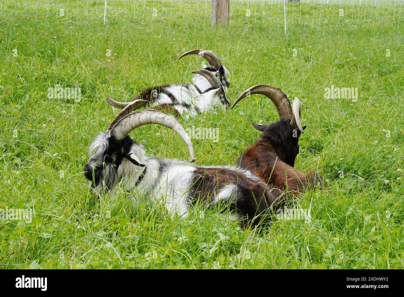 Anton Geisser 23.06.2024 Tessin Schweiz. Landwirtschaft Ziegen Ziegenhaltung Bild : Ziegen Nera Verzasca Tessin *** Anton Geisser 23 06 2024 Tessin Schweiz Landwirtschaft Ziegen Ziegenhaltung Bild Ziegen Nera Verzasca Tessin Stockfoto
