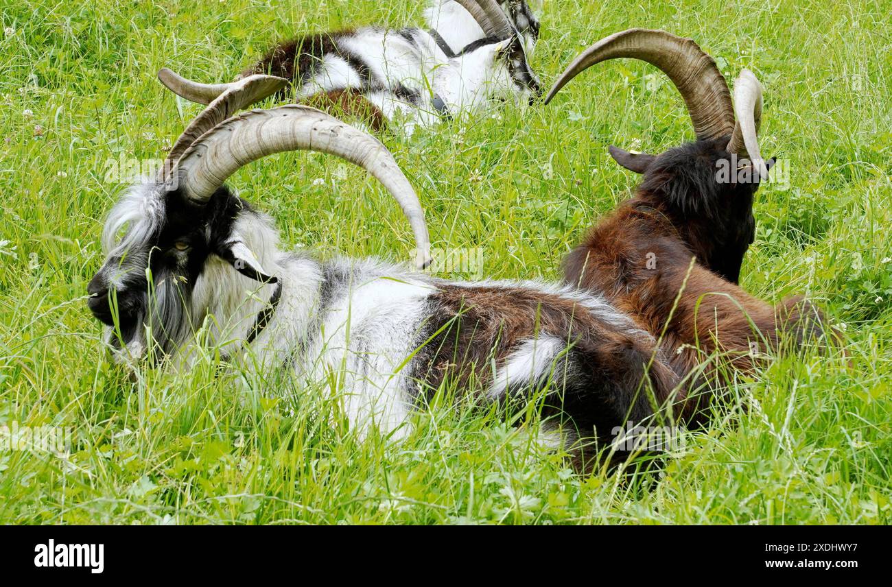 Anton Geisser 23.06.2024 Tessin Schweiz. Landwirtschaft Ziegen Ziegenhaltung Bild : Ziegen Nera Verzasca Tessin *** Anton Geisser 23 06 2024 Tessin Schweiz Landwirtschaft Ziegen Ziegenhaltung Bild Ziegen Nera Verzasca Tessin Stockfoto