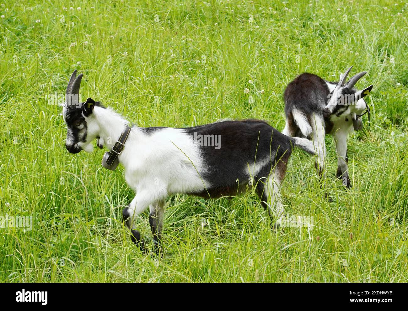 Anton Geisser 23.06.2024 Tessin Schweiz. Landwirtschaft Ziegen Ziegenhaltung Bild : Ziegen Nera Verzasca Tessin *** Anton Geisser 23 06 2024 Tessin Schweiz Landwirtschaft Ziegen Ziegenhaltung Bild Ziegen Nera Verzasca Tessin Stockfoto