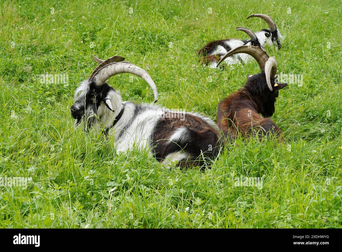 Anton Geisser 23.06.2024 Tessin Schweiz. Landwirtschaft Ziegen Ziegenhaltung Bild : Ziegen Nera Verzasca Tessin *** Anton Geisser 23 06 2024 Tessin Schweiz Landwirtschaft Ziegen Ziegenhaltung Bild Ziegen Nera Verzasca Tessin Stockfoto