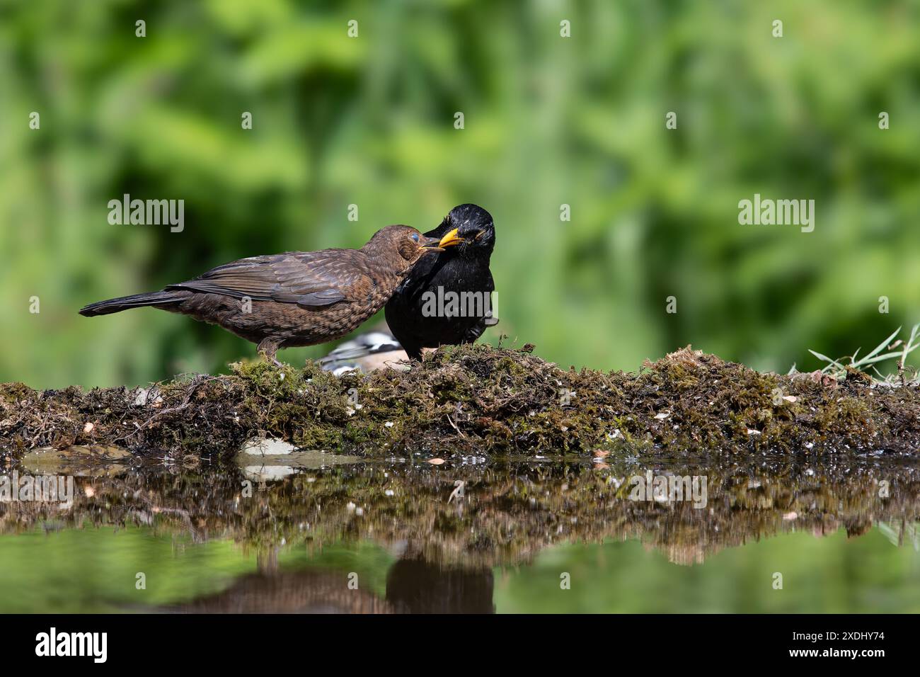 Eurasische Blckbirds, Turdus Merula, Jungbeiing, gefüttert von einem Männchen, Reflexionen im Becken Stockfoto