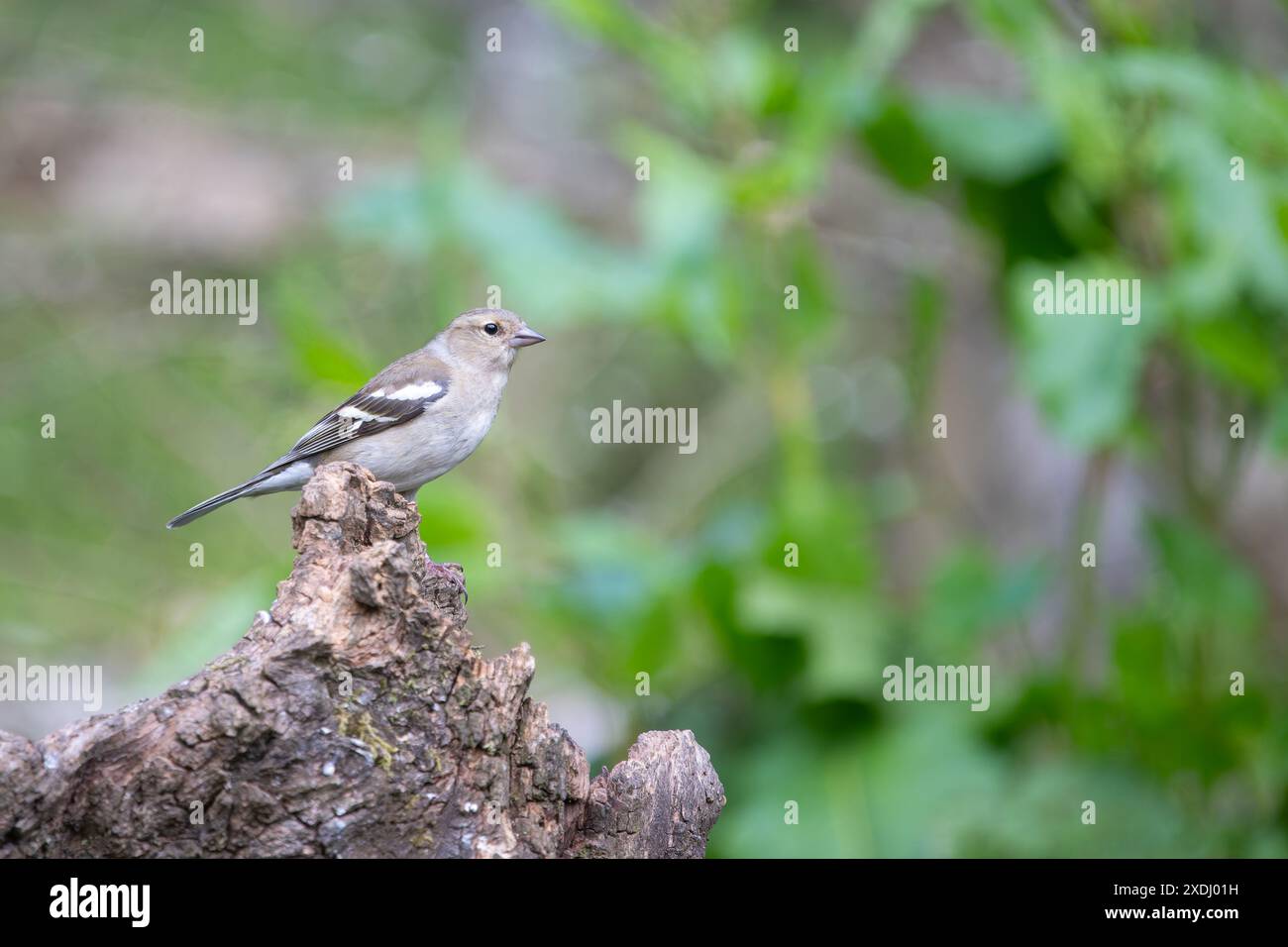 Weibliche Chaffinch, Fringilla Coelebs, auf einem toten Baumstumpf Stockfoto