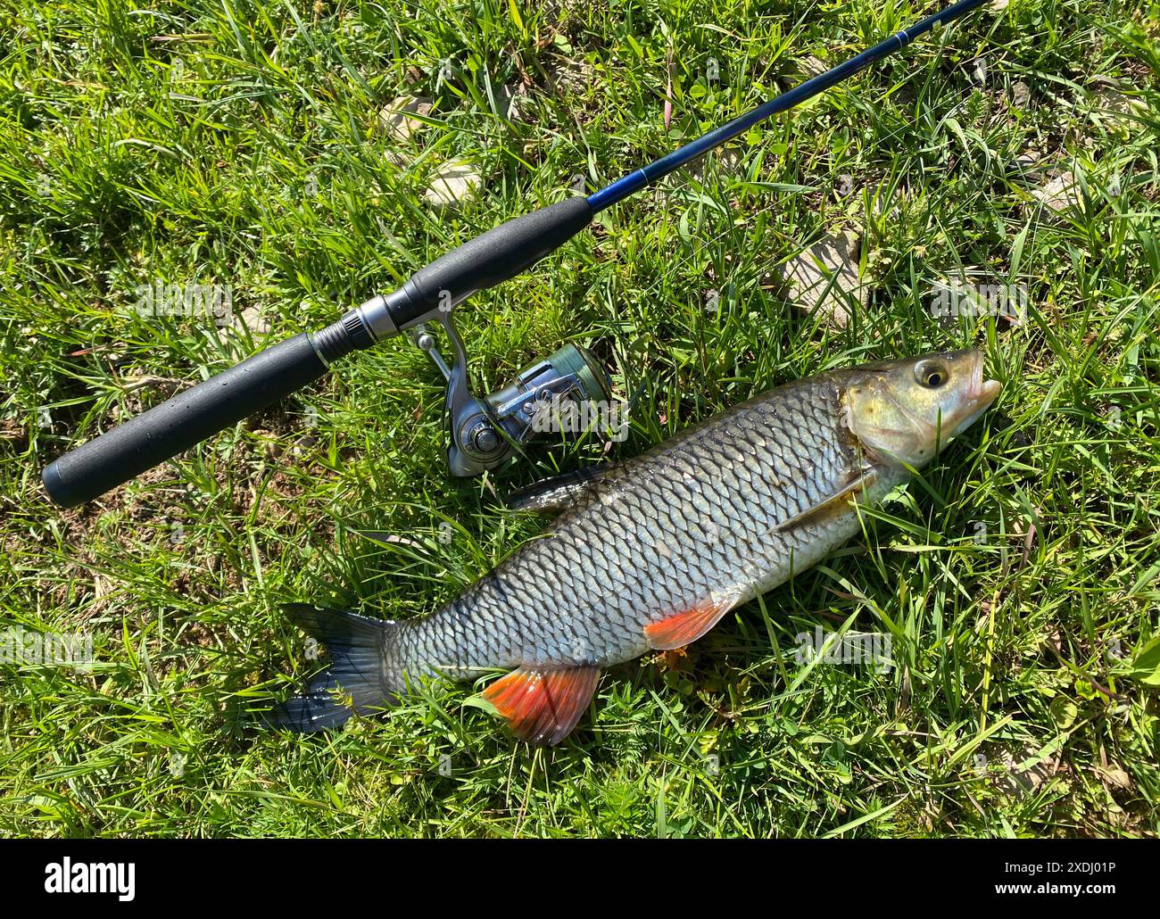 Ein Chub-Fisch liegt auf dem Gras neben einer Angelstange. Der Fisch ist klein und hat einen roten Streifen Stockfoto