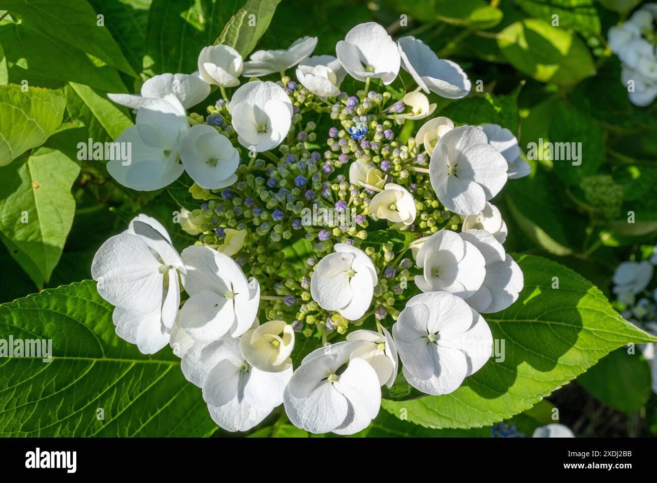 Weiß blau blühende Hortensie macrophylla Stockfoto