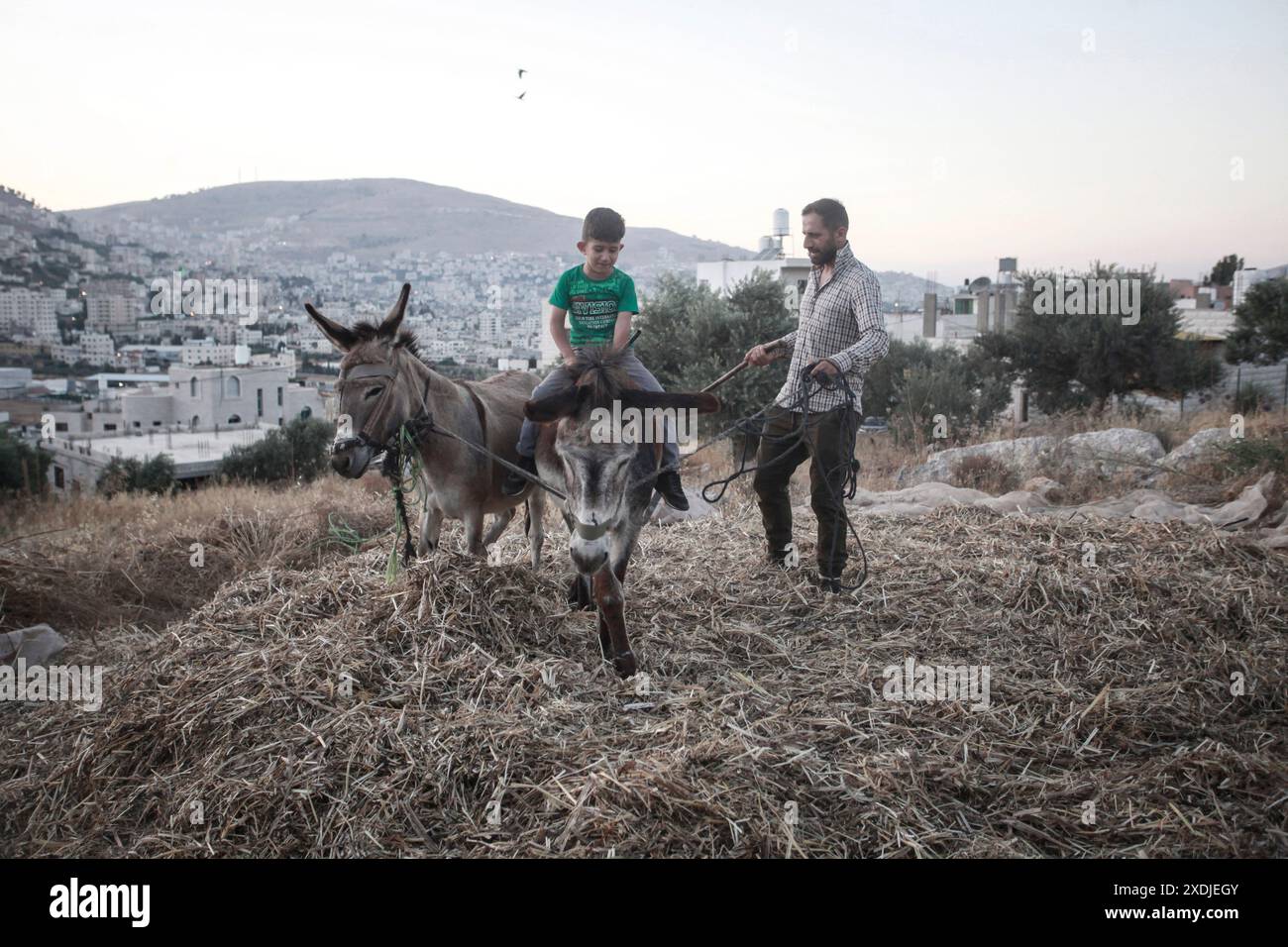 Palästinensische Bauern verwenden Esel, um ihre landwirtschaftliche Bohnenernte im Dorf Rujib zu droschen, östlich der Stadt Nablus im Westjordanland. Stockfoto