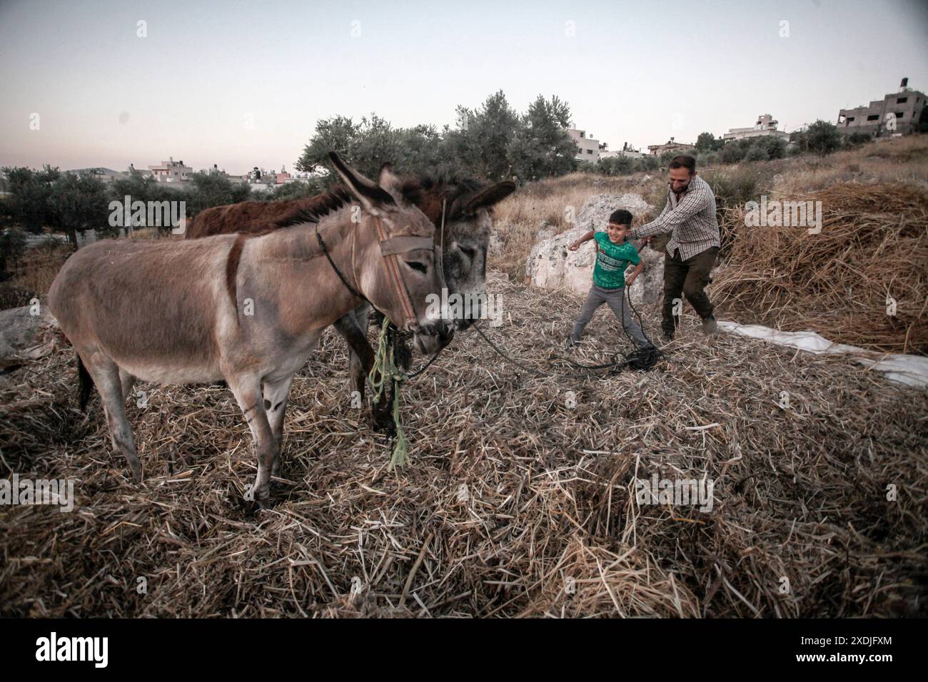 Nablus, Westjordanland, Palästina. Juni 2024. Palästinensische Bauern verwenden Esel, um ihre landwirtschaftliche Bohnenernte im Dorf Rujib zu droschen, östlich der Stadt Nablus im Westjordanland. (Credit Image: © Nasser Ishtayeh/SOPA Images via ZUMA Press Wire) NUR REDAKTIONELLE VERWENDUNG! Nicht für kommerzielle ZWECKE! Stockfoto