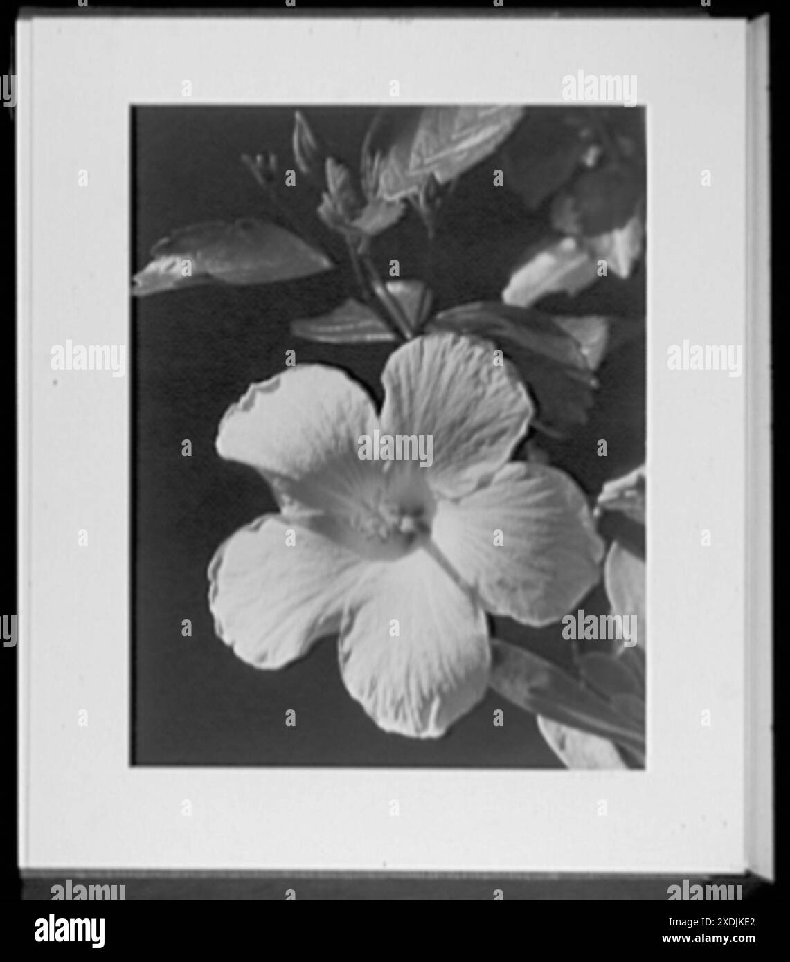 Nahaufnahmen. Gelber Hibiskus, gelber Hibiskus. Gottscho-Schleisner Kollektion Stockfoto