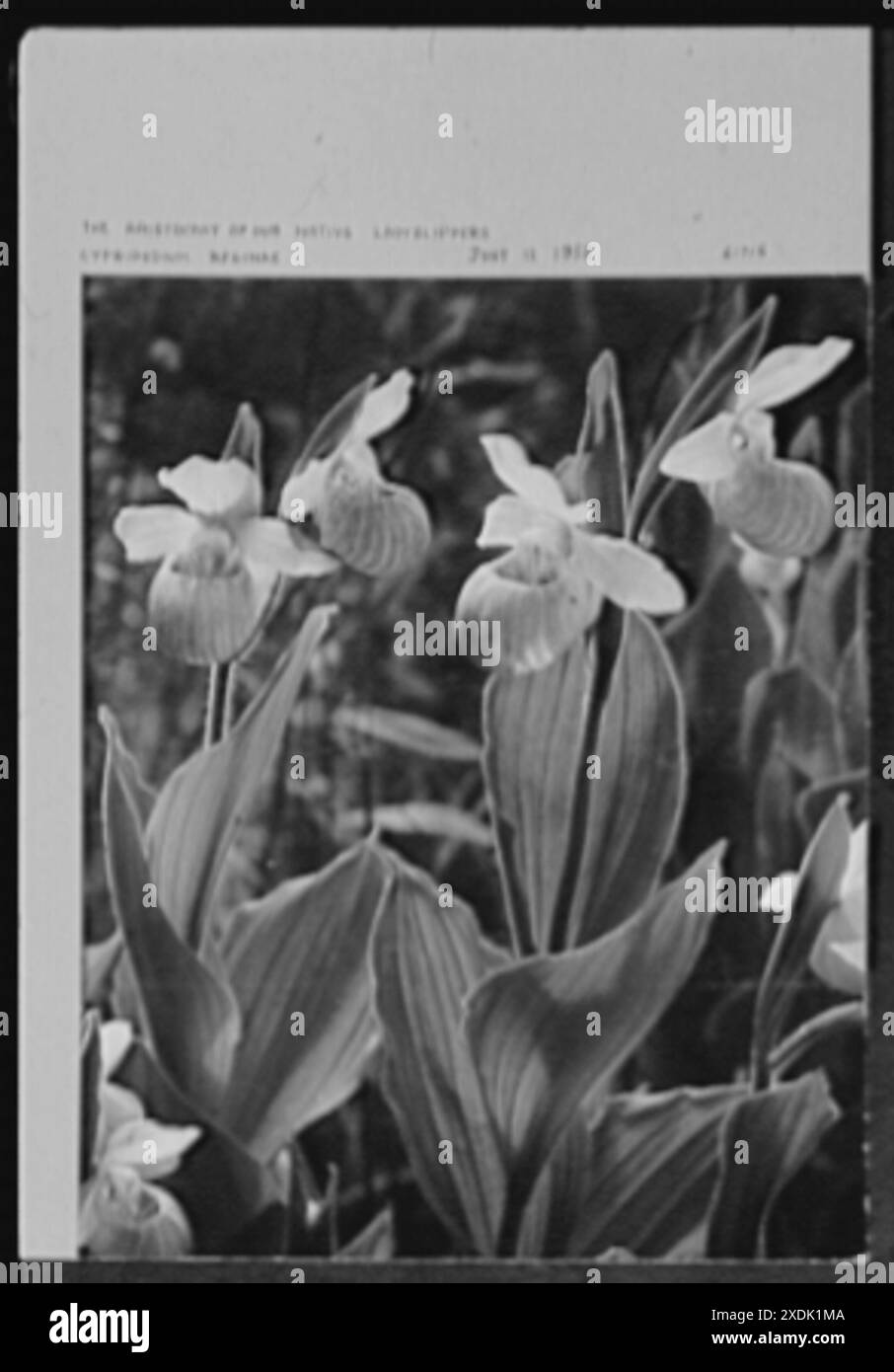 71 Jahre, oder, mein Leben mit Fotografie. Aristokrat unserer einheimischen Marienschuhe, Cypripedium reginae, 12. Juni 1952, Aristokrat unserer einheimischen Marienschuhe, Cypripedium reginae. Mein Leben mit Fotografie... Gottscho-Schleisner Kollektion Stockfoto