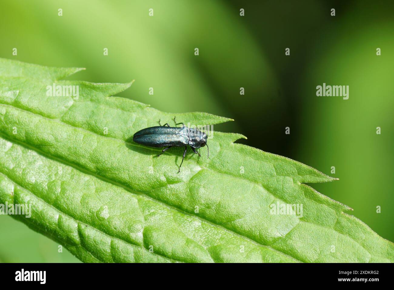 Agrilus, wahrscheinlich agrilus cyanescens. Familien-Juwelenkäfer oder metallische Holzkäfer (Buprestidae). Auf einem Blatt kanadischer Goldrute Stockfoto