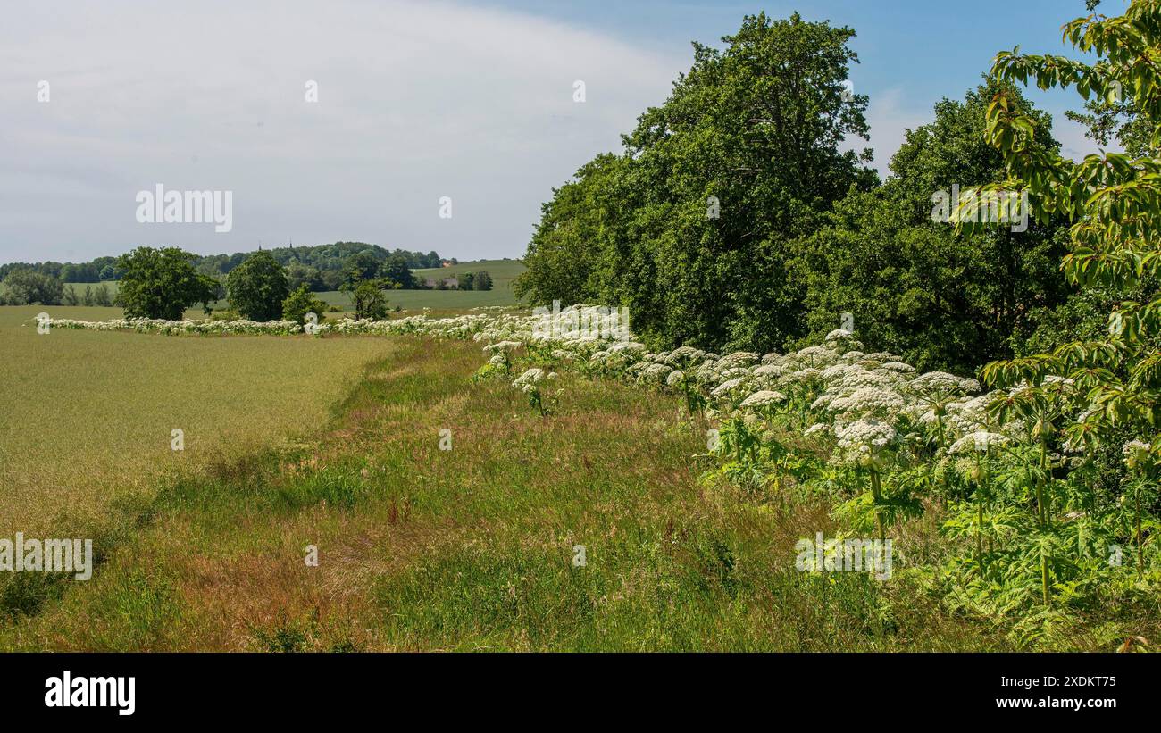 Blühender Riesenbärchen (Heracleum mantegazzianum), eine invasive Art, die schwer auszurotten ist und sich über Flüsse in der Landschaft ausbreitet Stockfoto