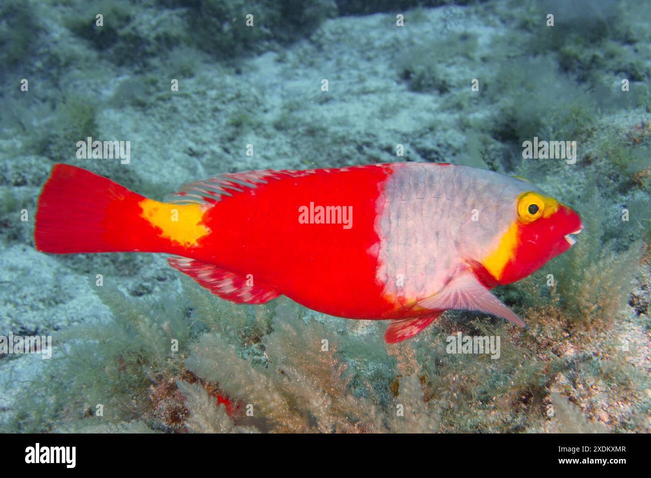 Ein farbenfroher mediterraner Papageienfisch (Sparisoma cretense) mit Rot und Gelb bietet Möglichkeiten zum Schwimmen in der Unterwasserwelt. Tauchplatz Las Rosas, Las Stockfoto