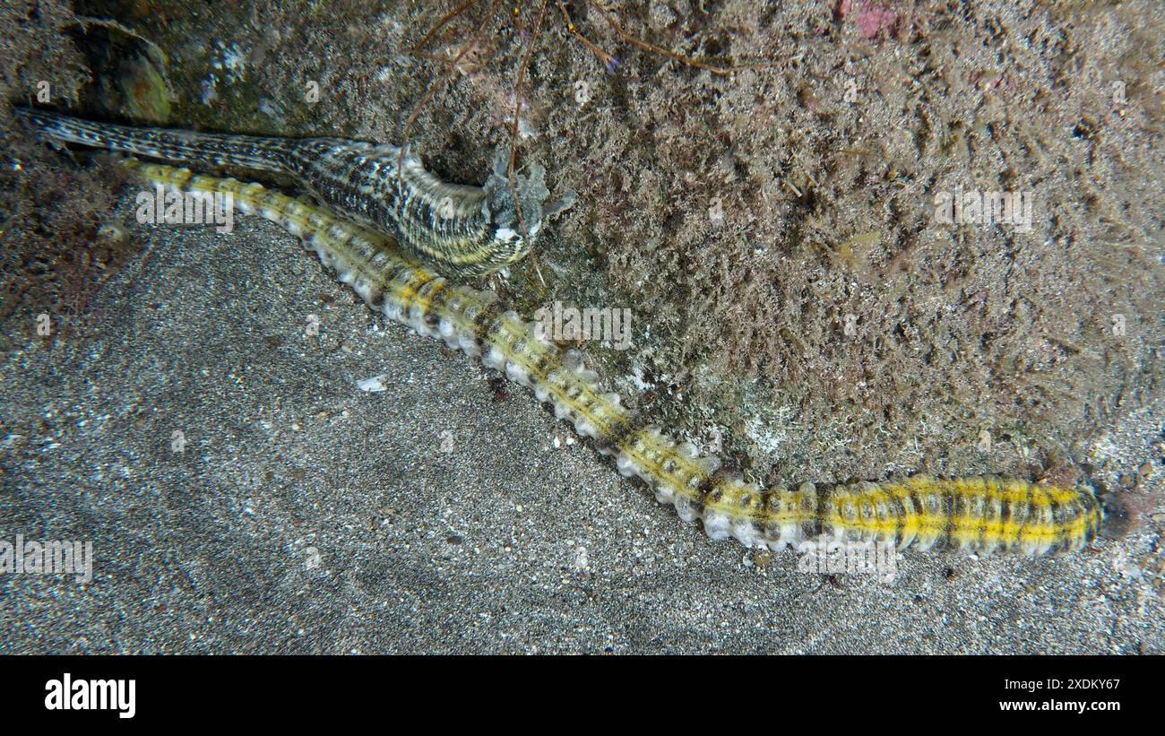 Eine lange, gelb gestreifte Seegurke (Euapta lappa), Seegurke, schlängelt sich über den Sandboden. Playa Tauchplatz, Los Cristianos, Teneriffa Stockfoto